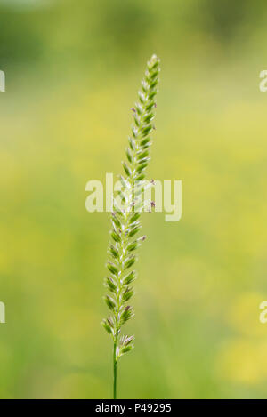 A crested dog's-tail grass (Cynosurus cristatus) seed head Stock Photo