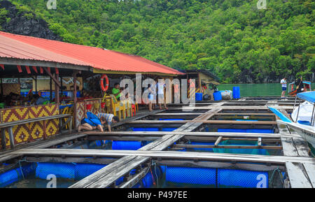 Floating Fish Farm Visit During Langkawi Mangrove Tour (Malaysia) Stock Photo