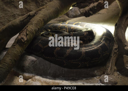 Burmese python under a branch Stock Photo