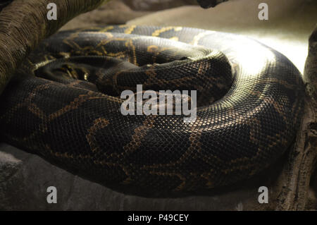 Burmese python under a branch Stock Photo