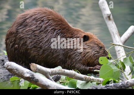 Beaver chewing on branches on their dam Stock Photo