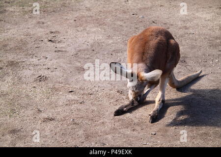 Red Kangaroo Joey Grooming Paws (Macropus Rufus) Stock Photo