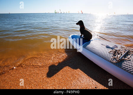 Dachshund sitting on windsurf board at the beach. Cute black doggy is loving surf. Stock Photo