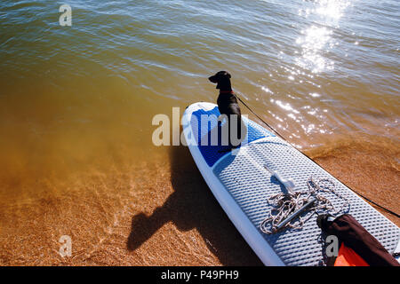 Dachshund sitting on windsurf board at the beach. Cute black doggy is loving surf. Stock Photo