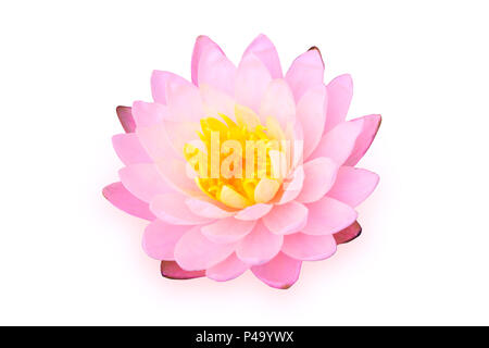 pink lotus isolated on white with path Stock Photo