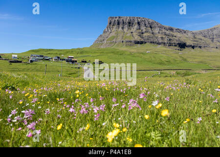 Wild flowers in the green meadows, Gasadalur, Vagar Island, Faroe Islands Stock Photo