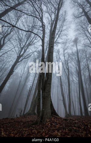 Trees in the mist, Parco della Grigna, province of Lecco, Lombardy, Italy Stock Photo