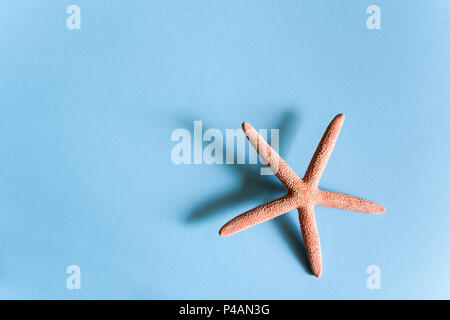 Starfish and its shadow on blue background with copy space. Stock Photo