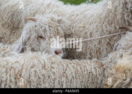 Capra aegagrus hircus. Angora kid goats at an agricultural show. UK Stock Photo