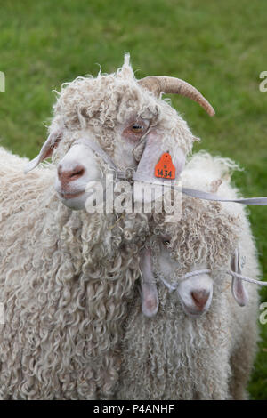 Capra aegagrus hircus. Angora goats at an agricultural show. UK Stock Photo