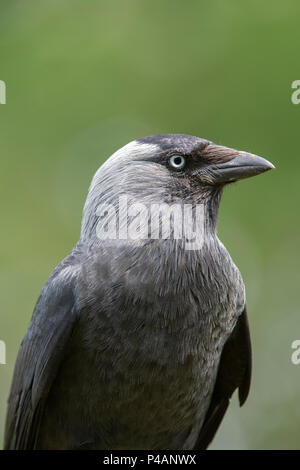 Corvus monedula. Jackdaw feeding on a bird table in an english garden. UK Stock Photo