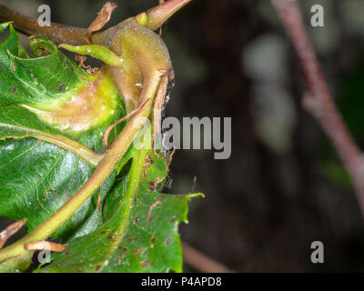 Wasp damage on sweet chestnut tree. Dryocosmus kuriphilus. Stock Photo