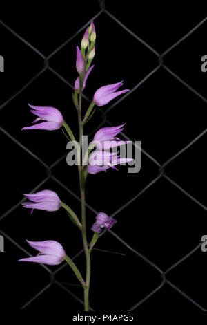 Red helleborine orchid (Cephalanthera rubra). Europe. Stock Photo