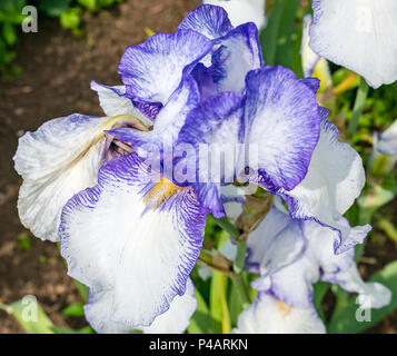 Close up of colourful blue bearded Iris flower, Dirleton, East Lothian, Scotland, UK Stock Photo