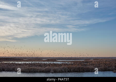 Migrating blackbirds over Cheyenne Bottoms wetlands in Kansas at sunset silhouetted against an orange sky in a tranquil scenic landscape Stock Photo