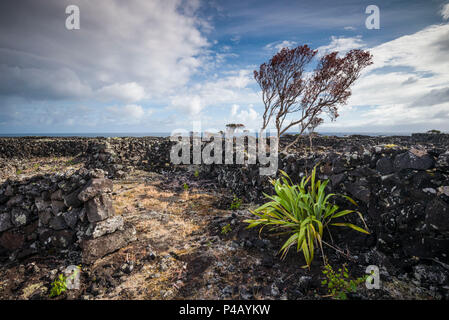 Portugal, Azores, Pico Island, Arcos, vineyards made of volcanic stone Stock Photo