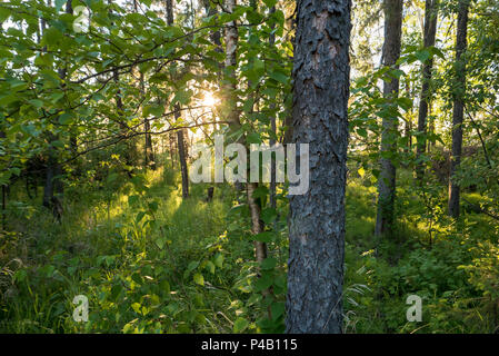 Sun shining off lake through forest trees, Dore Lake, Saskatchewan, Canada Stock Photo
