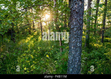 Sun shining off lake through forest trees, Dore Lake, Saskatchewan, Canada Stock Photo