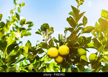 close-up of ripe yellow and unripe green lemons on tree against blue sky Stock Photo