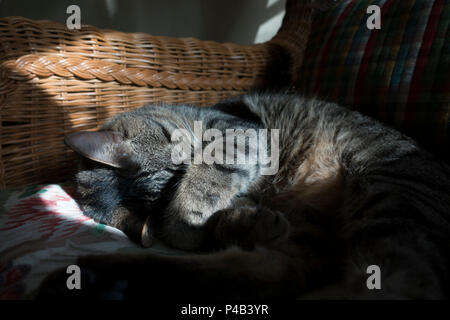 Tabby cat at named Oscar sleeps indoors in shaft of sunlight, Miami, Florida Stock Photo