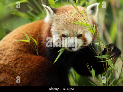 Cute red panda eating Stock Photo