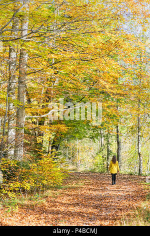 Woman walking in a beech tree forest in autumn. Bad Tölz-Wolfratshausen district, Bavaria, Germany. Stock Photo