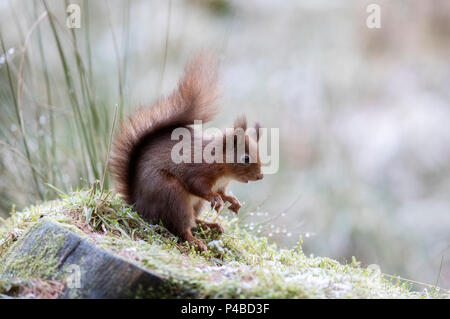 Red squirrel in woods in snow Stock Photo