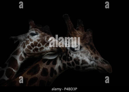 Two Giraffes on black, bonding moment young and old Stock Photo