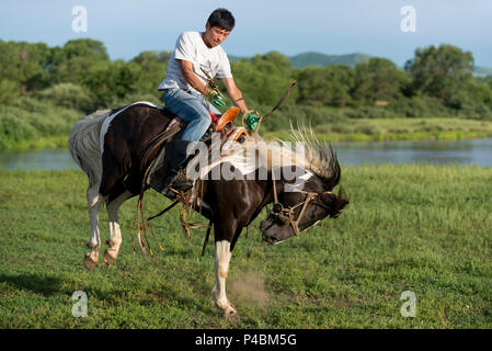 A young Mongolian horseman trains a horse, Duolun, Inner Mongolia, China Stock Photo