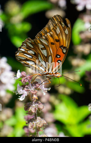Gulf Fritillary Butterfly (Agraulis vanillae) on basil flowers in Stuart, Florida, USA Stock Photo