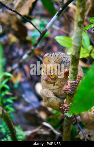 Tarsier Monkey in Bohol Island Philippines Stock Photo