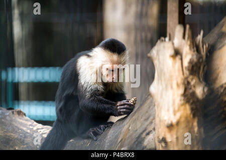 A close-up of a  monkey or chlorocebus aethiops is sitting on a tree and playing with a shisha on a warm summer day Stock Photo