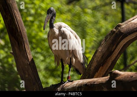 Close-up portrait of a beautiful adult sleeping  ibis on a birch on a warm summer day Stock Photo