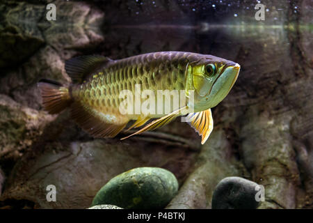 Close-up of scleropages fish floating and looking at the camera in an aquarium Stock Photo