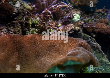 Close-up  brown ricordea  and montipora in an aquarium Stock Photo