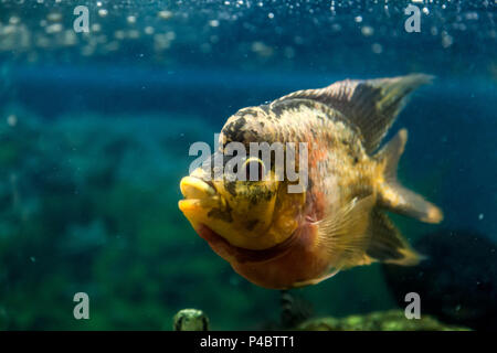 Close-up of  frontosa fish floating and looking at the camera in an aquarium Stock Photo