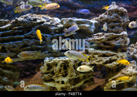 Close-up of  many fishes: aphyocharax rathbuni  floating and looking at the camera in an aquarium Stock Photo