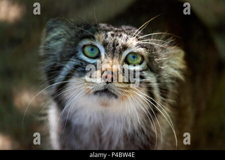 Close-up portrait of a beautiful brown pallas cat with green eyes, view from below Stock Photo