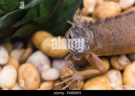 Close up a young iguana lizard on stone. Stock Photo