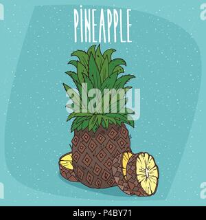 Fruit of ripe ananas with luxurious crown of leaves, whole and cut into slices with visible flesh. Isolated background. Realistic hand draw style. Let Stock Vector