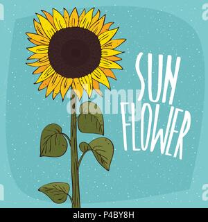 One huge whole ripe helianthus or sunflower plant with seeds, on stem with leaves. Isolated blue background. Realistic hand draw style. Lettering insc Stock Vector