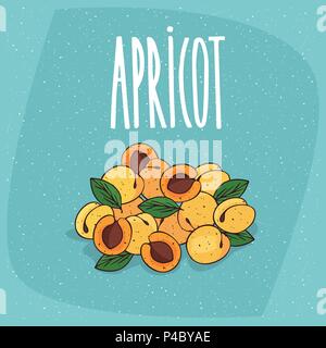 Several ripe apricots fruits, whole and beautifully cut into pieces. Visible flesh and seeds. Isolated blue background. Realistic hand draw style. Let Stock Vector