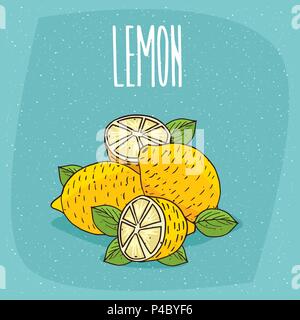 Group of several ripe lemons fruits with leaves, whole and beautifully cut into pieces. Visible flesh. Isolated background. Realistic hand draw style. Stock Vector