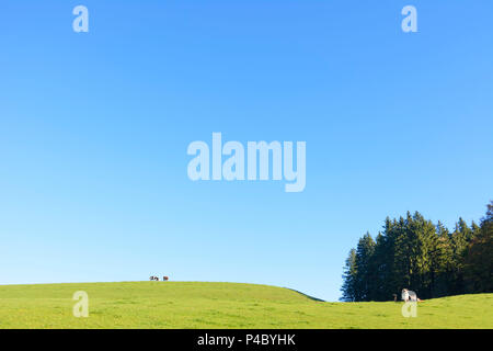 Saulgrub, cows at meadow, big sky, Upper Bavaria, Bavaria, Germany Stock Photo