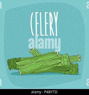 Several ripe vegetables or spices, celery stalks, beautifully cut into pieces. Visible section. Isolated blue background. Realistic hand draw style. L Stock Vector