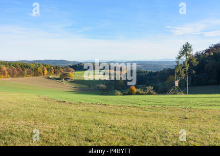 Bergern im Dunkelsteinerwald, forest Dunkelsteinerwald, raised hide, Wachau, Lower Austria, Austria Stock Photo