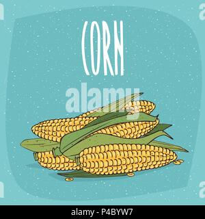 Group of several ripe whole vegetable fruits, corn ears or cobs with leaves. Visible seeds. Isolated background. Realistic hand draw style. Lettering  Stock Vector