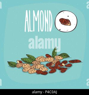 Set of isolated plant Almond nuts herb with leaves, seeds, Simple round icon of Prunus dulcis on white background, Lettering inscription Almond Stock Vector