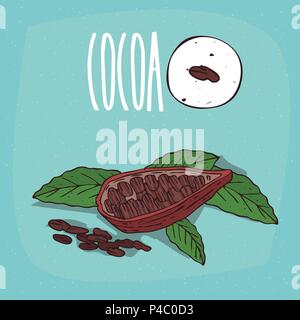 Set of isolated plant Cocoa beans herb with leaves, pods, Simple round icon of Theobroma cacao on white background, Lettering inscription Cocoa Stock Vector