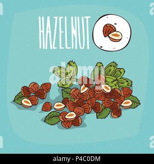 Set of isolated plant Hazelnut nuts herb with leaves, Simple round icon of Hazel nuts on white background, Lettering inscription Hazelnut Stock Vector